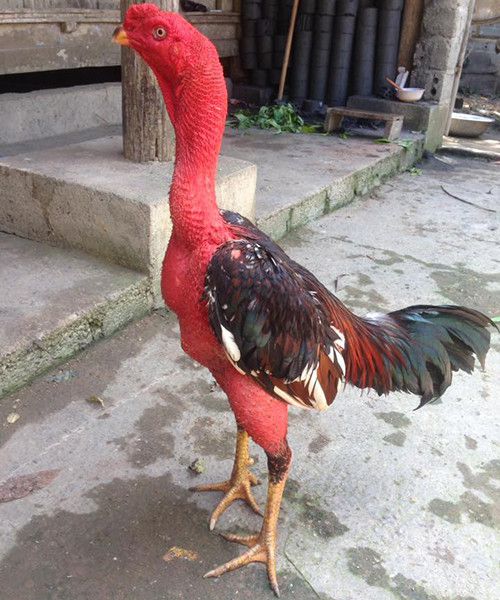 Gà chọi Việt Nam